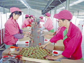 三和集团番茄制品出口海外市场 1 8月比增30